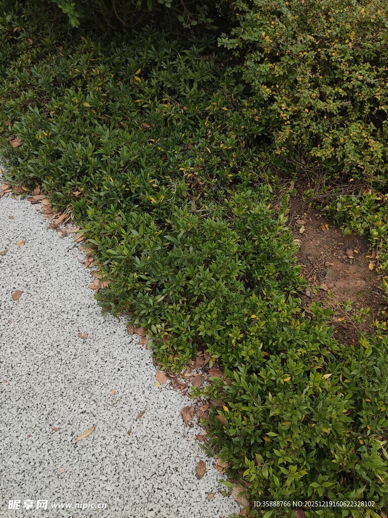 路边绿意盎然的丛生小草