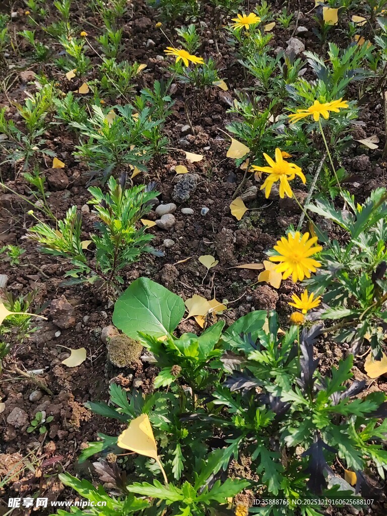 地面绽放的黄色小花