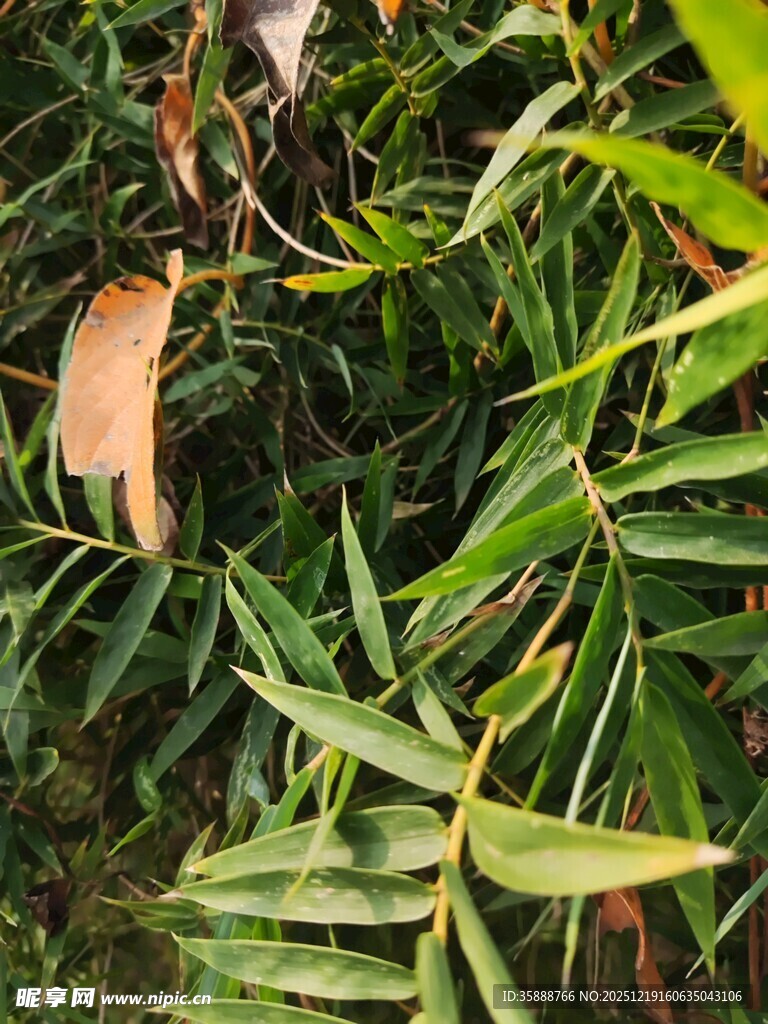翠绿竹叶与枯黄叶片