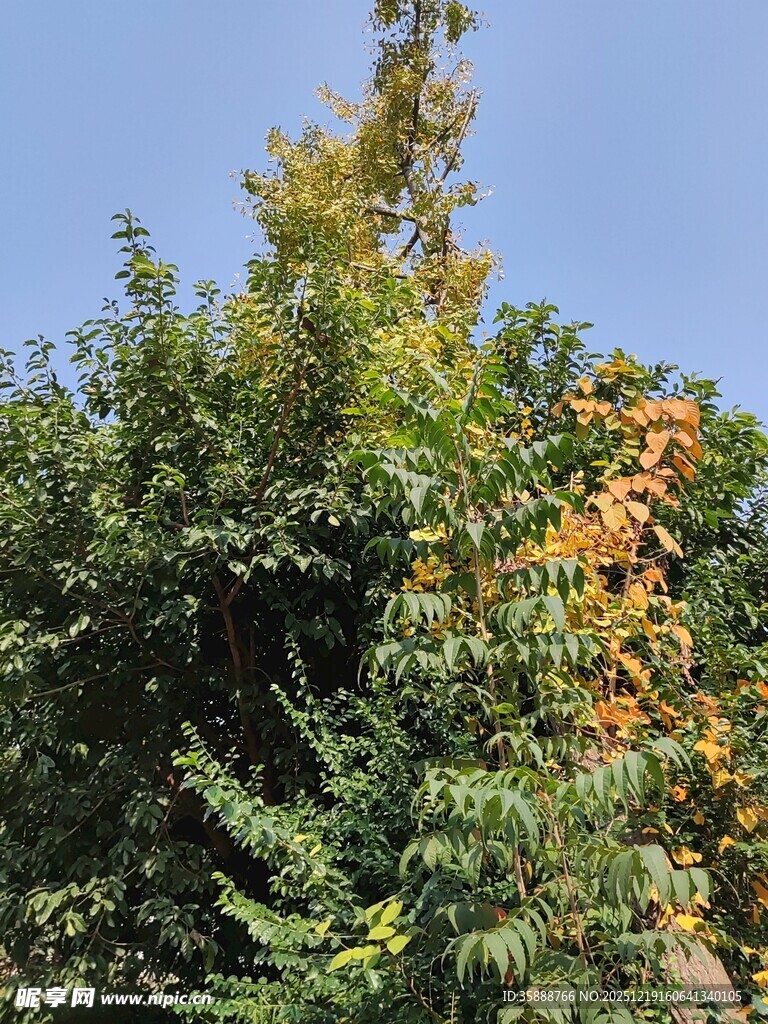 秋日葱郁树木景观