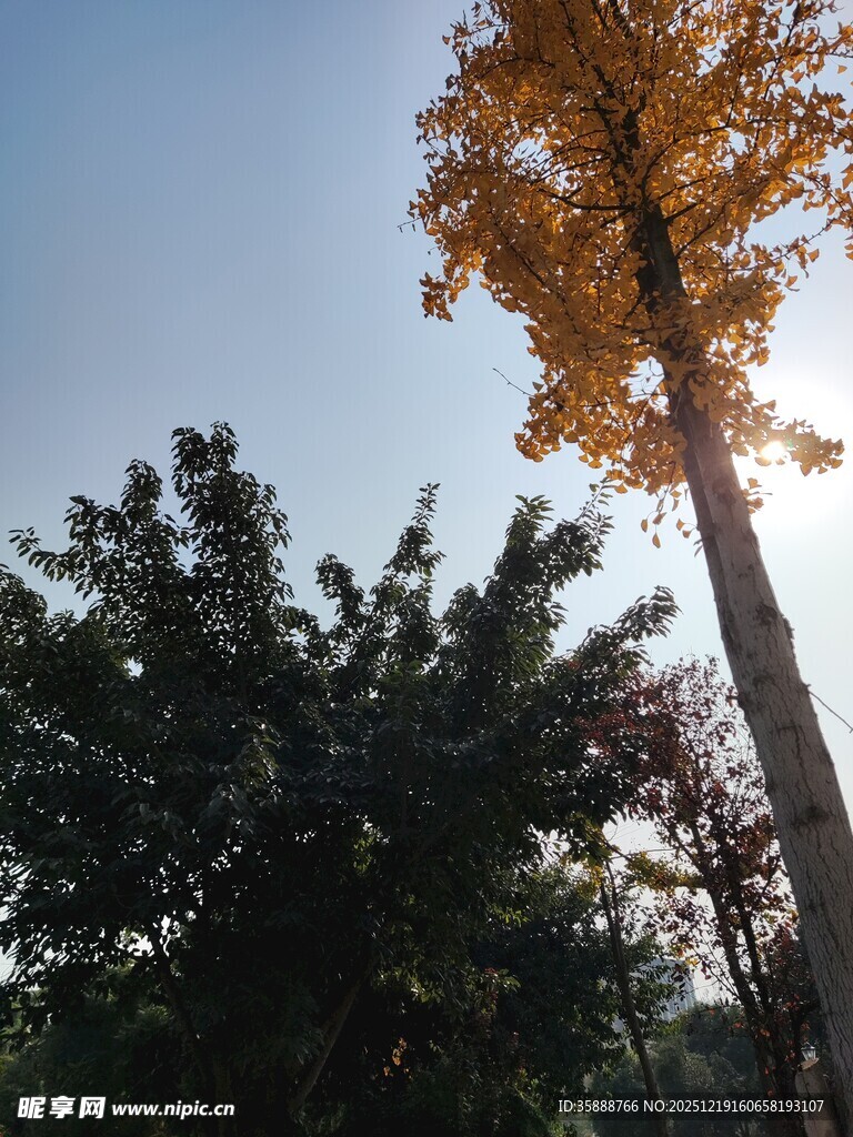 秋日阳光下的金黄银杏树