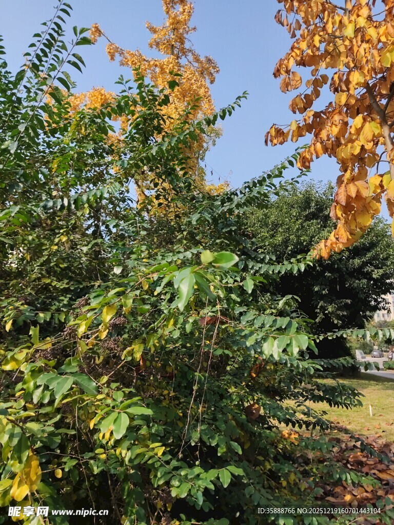 秋日多彩植物景观