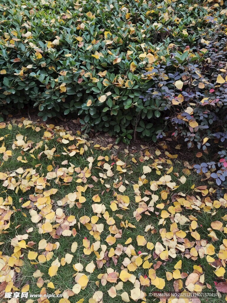 落叶铺地的静谧绿植景观