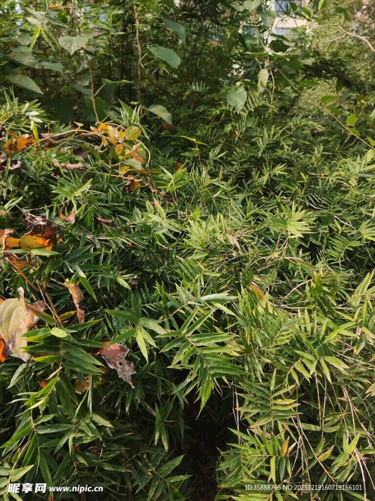 繁茂绿植中的多彩枝叶