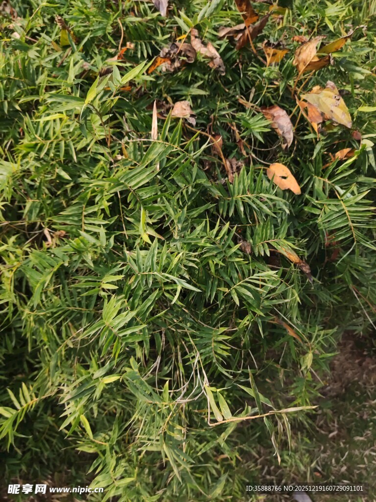 翠绿植物与枯叶交织景象