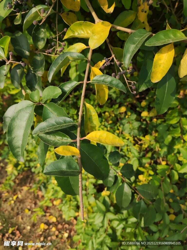绿叶黄花的自然景致