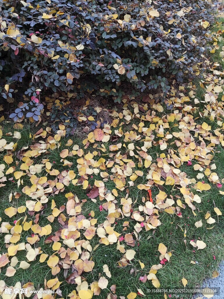 秋日落叶铺就斑斓景致