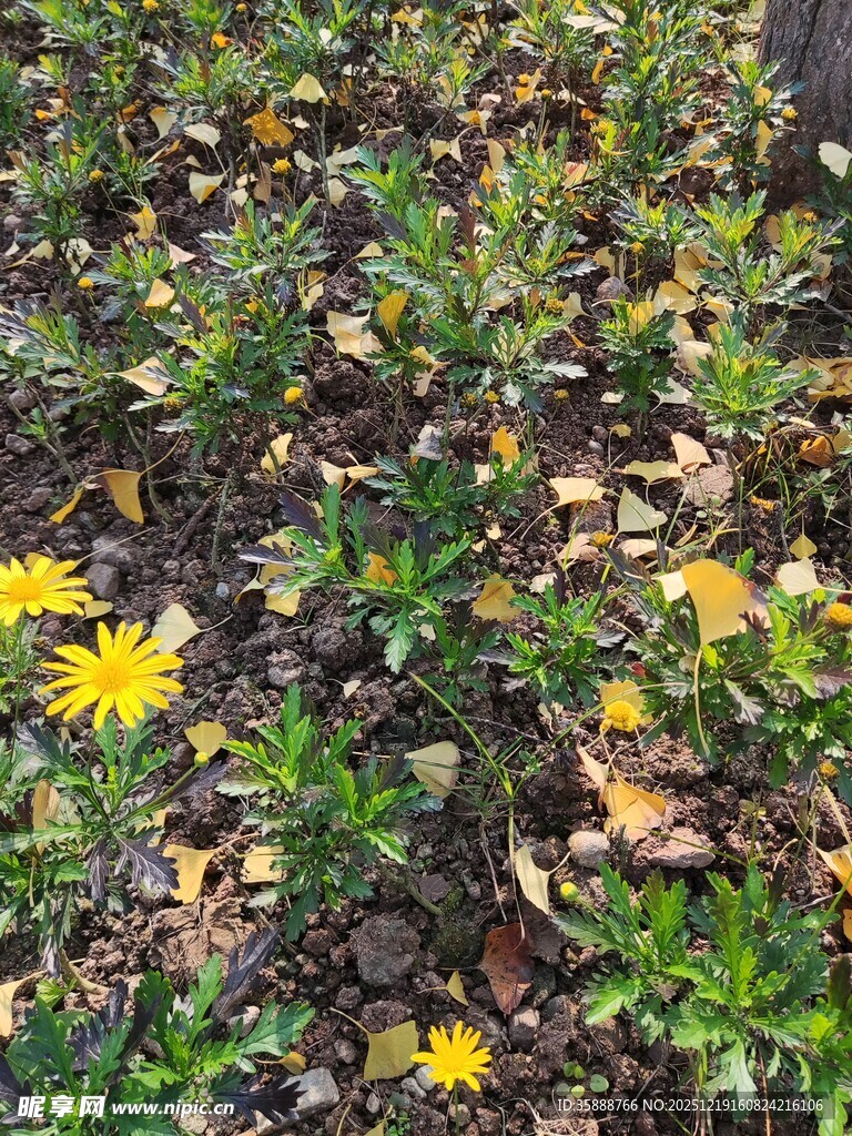 地上绽放的黄色小花