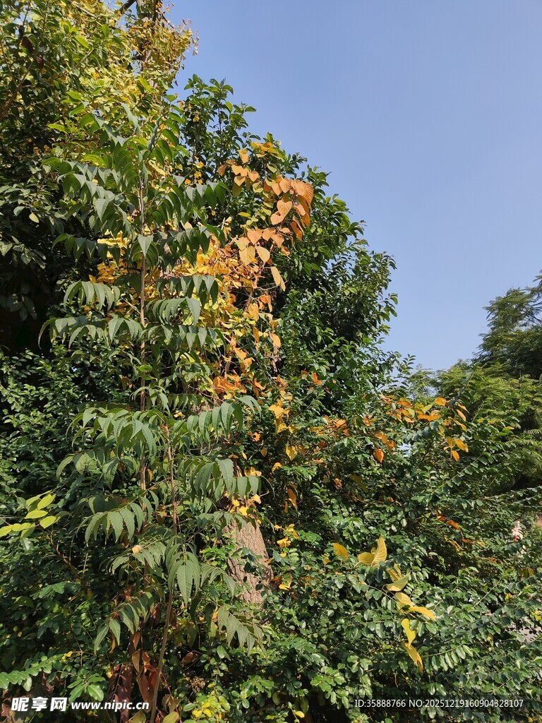秋日繁茂树木景观