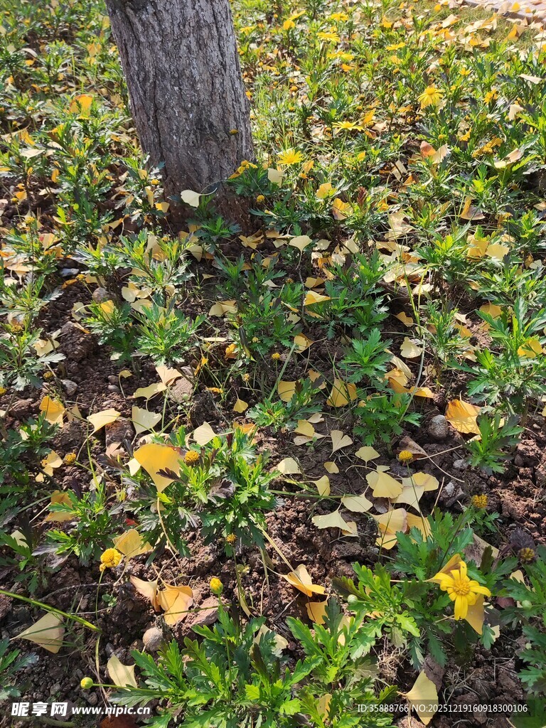 树下落叶与绿植景致