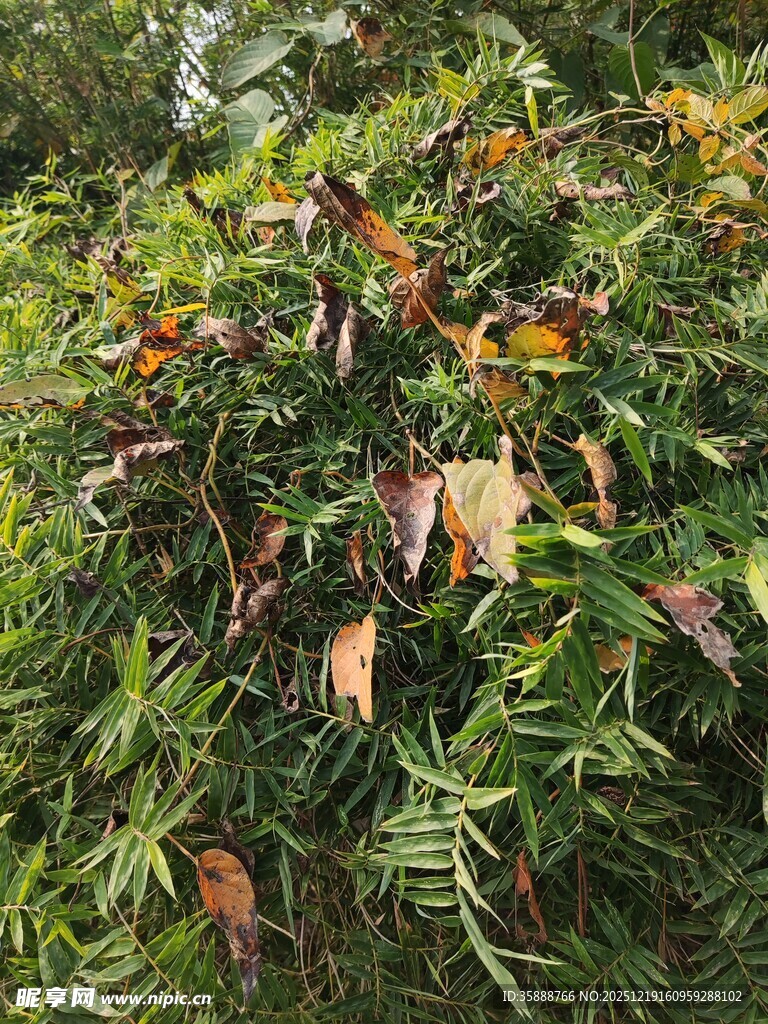 绿叶间的枯黄叶片