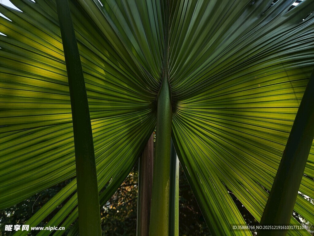 扇形绿叶的独特植物景观
