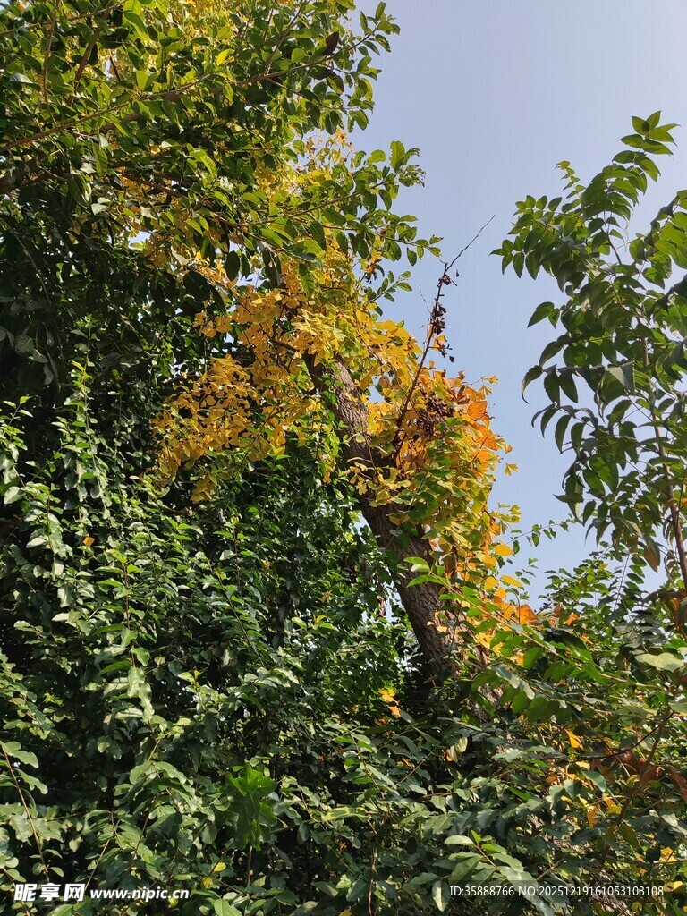 绿叶间的绚烂黄花