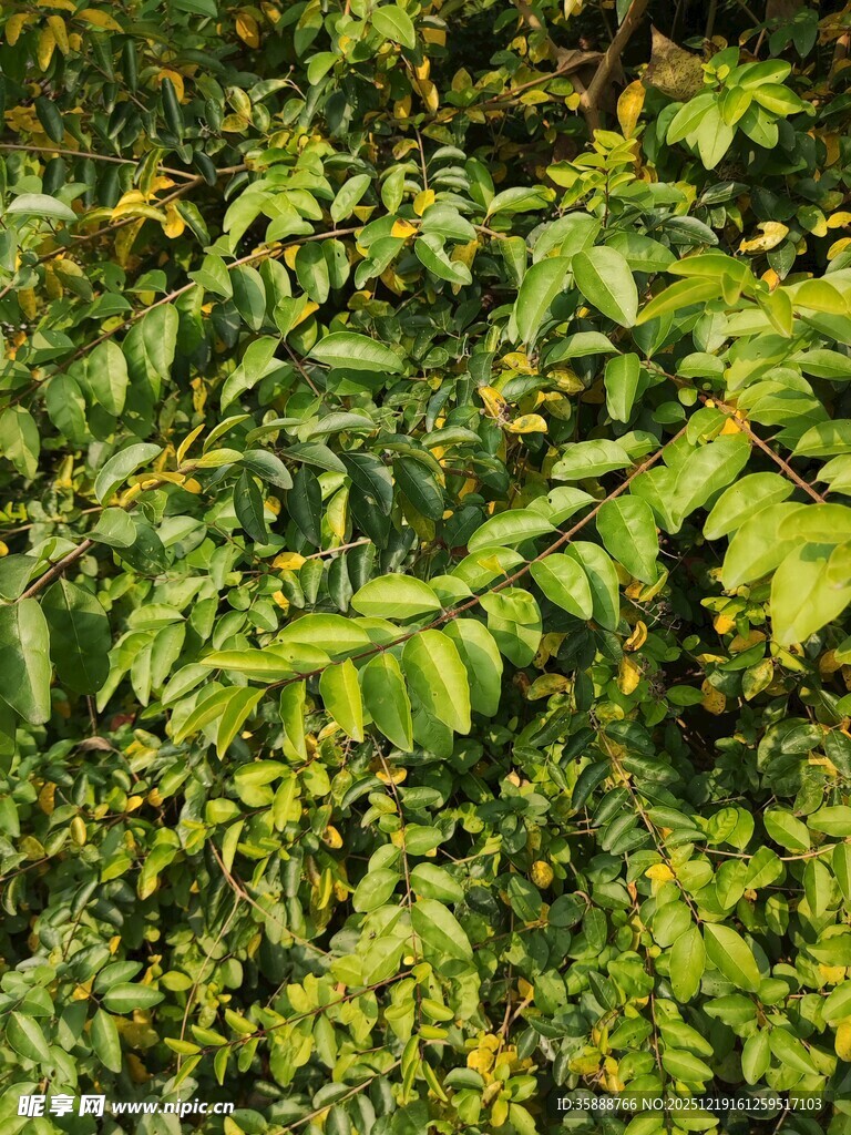 茂密翠绿的植物叶片