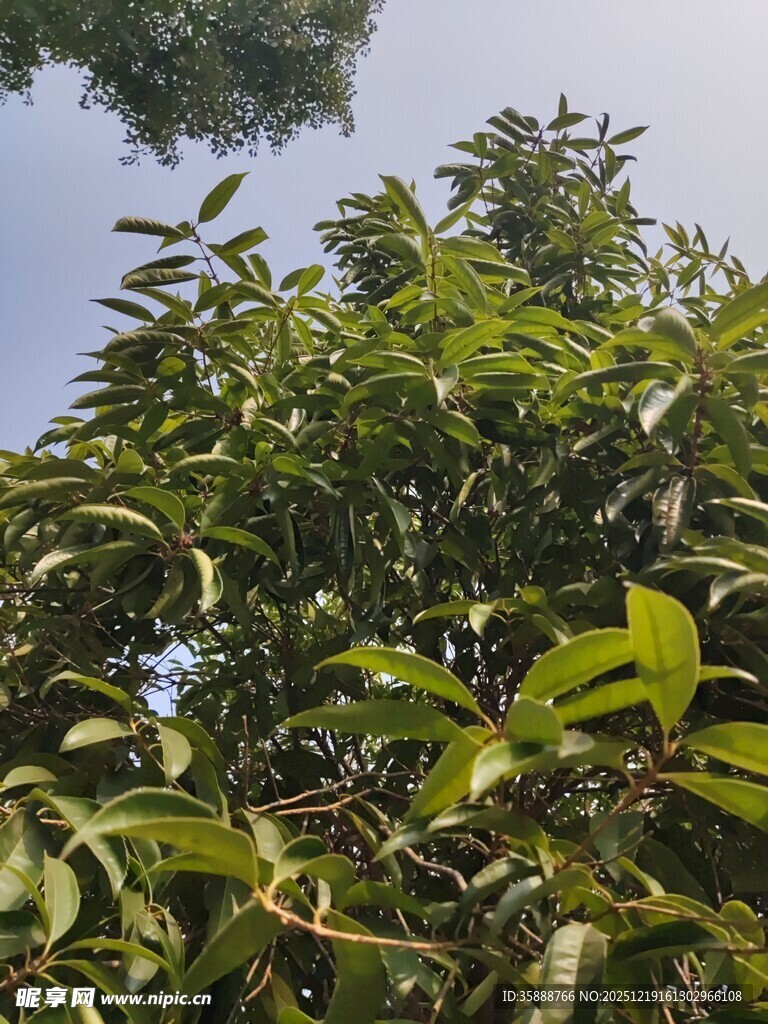 繁茂绿树枝叶间的生机