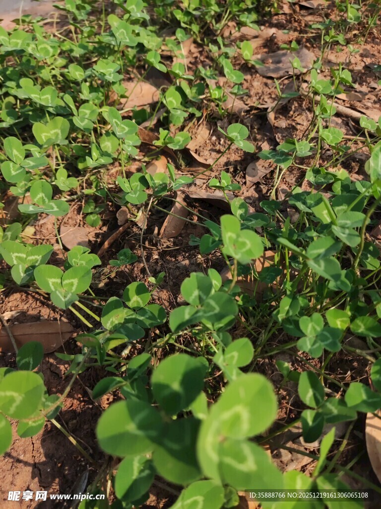 地面上的翠绿三叶草
