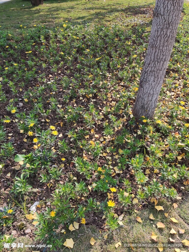 树下绽放的黄色小花