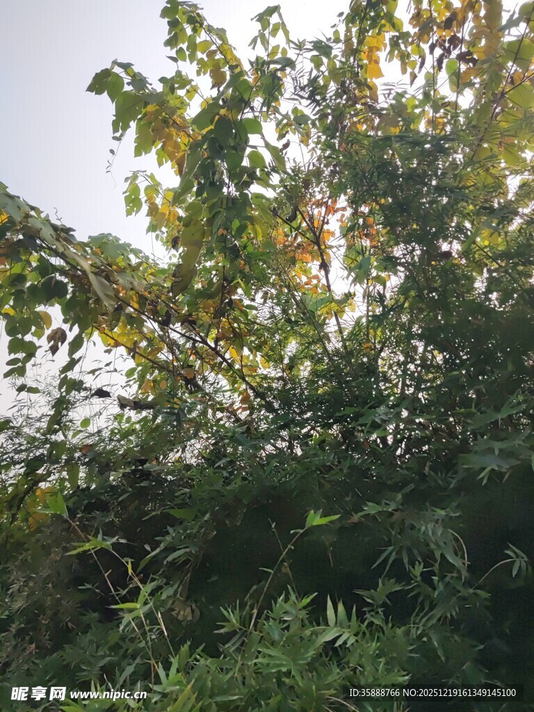 阳光下的繁茂绿植