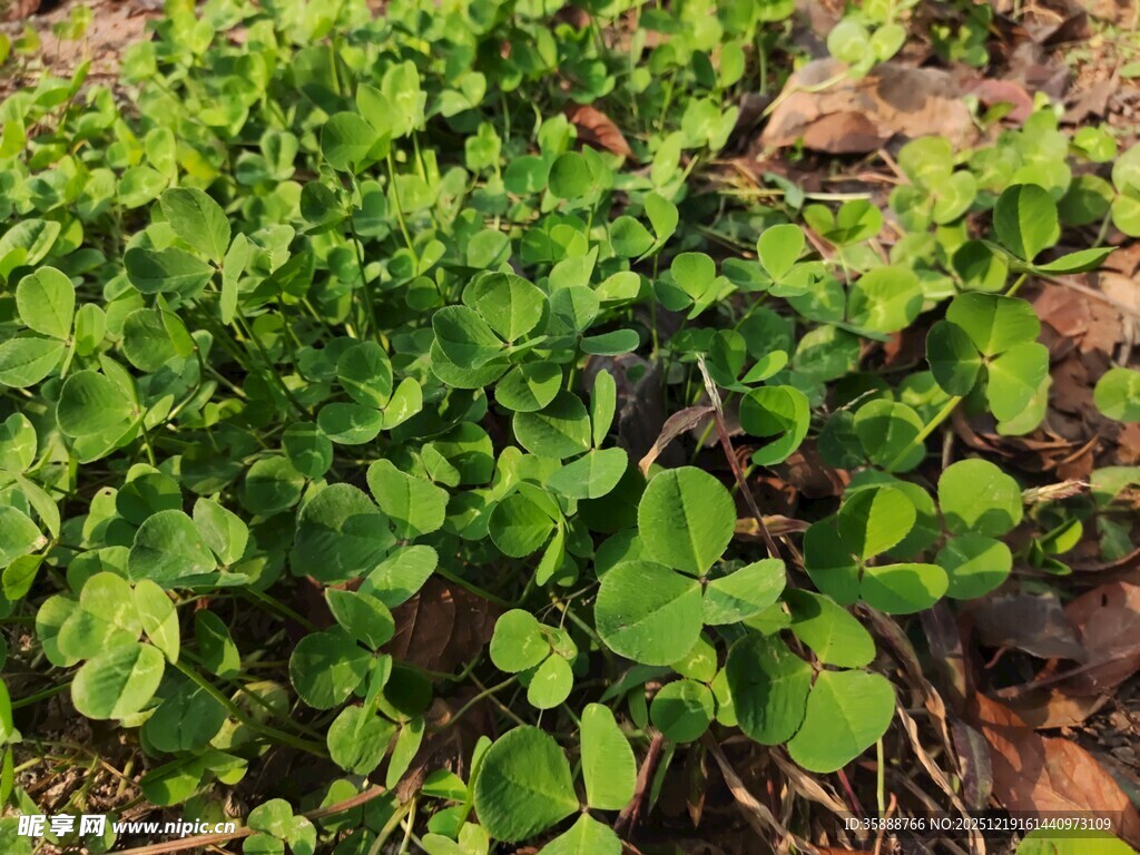 嫩绿三叶草生长于泥土中