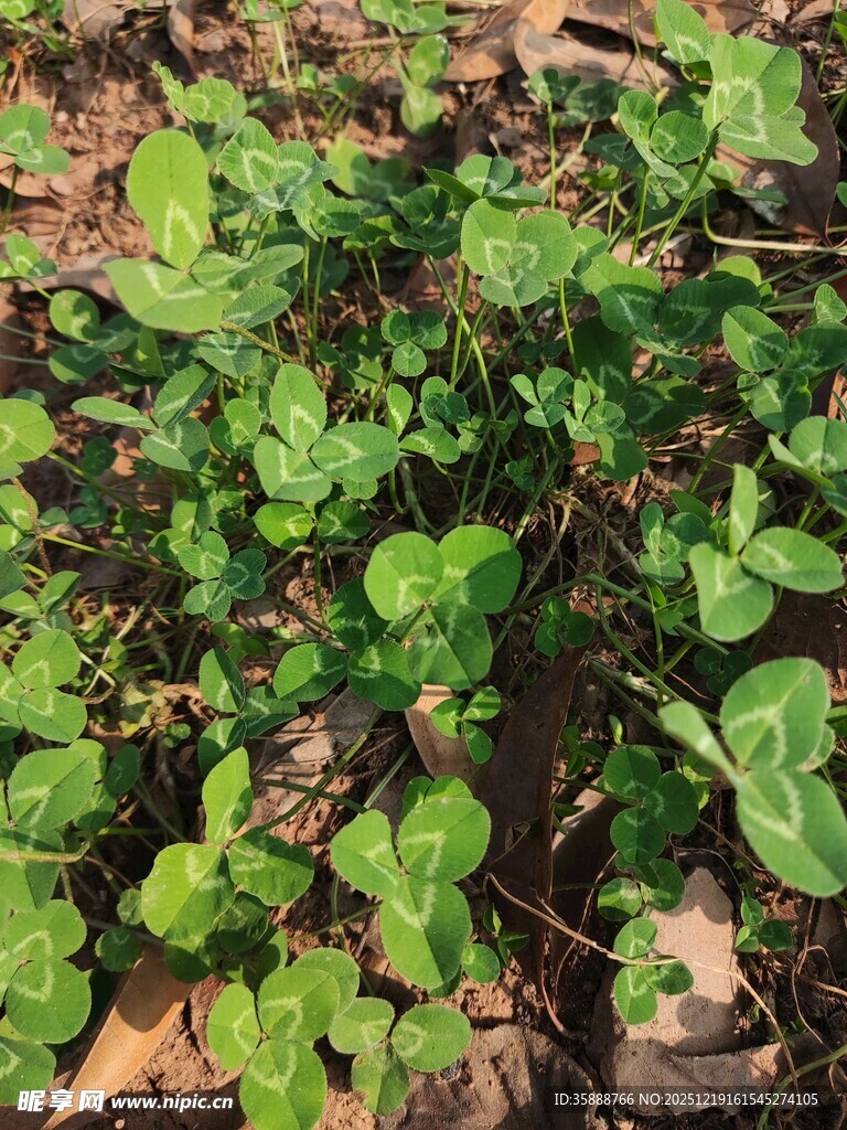 地面生长的翠绿植物