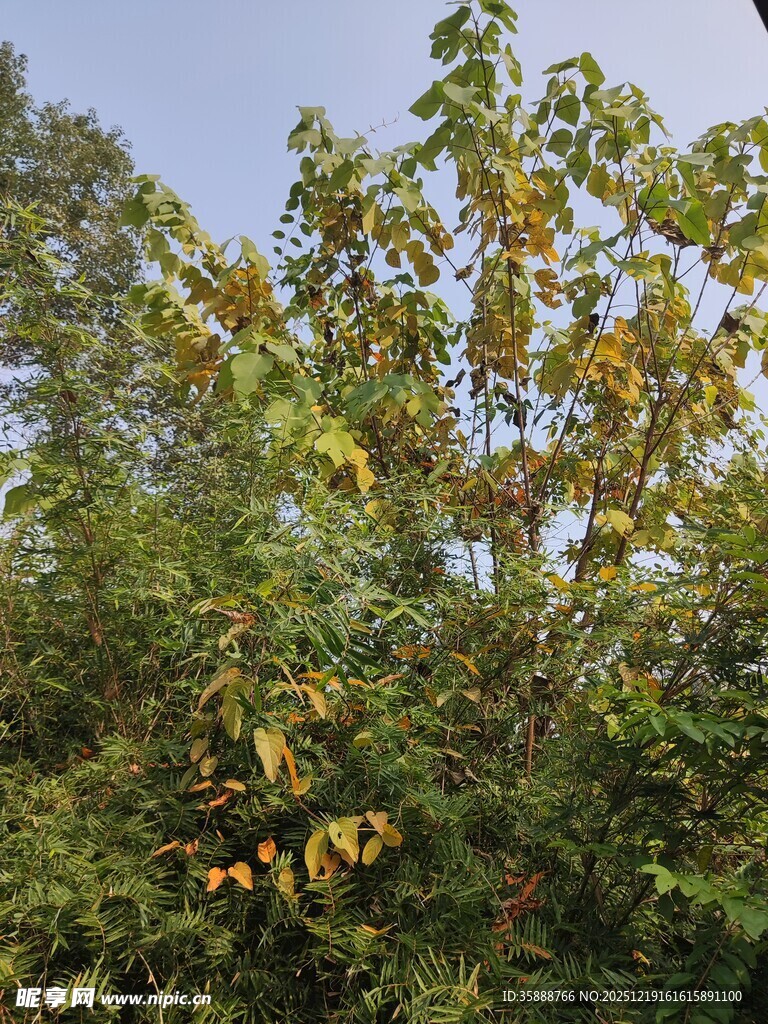 秋日繁茂绿树景观