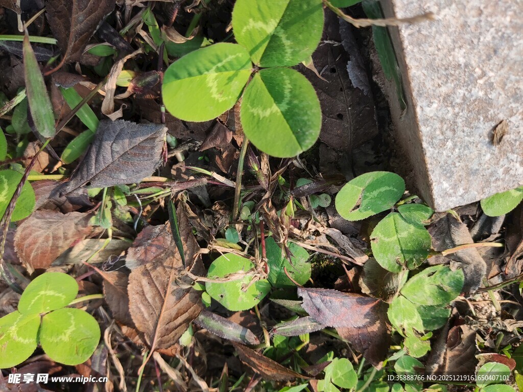 地面生长的嫩绿三叶草