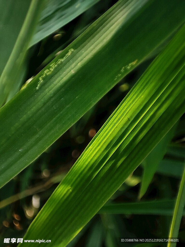 阳光下的翠绿叶片
