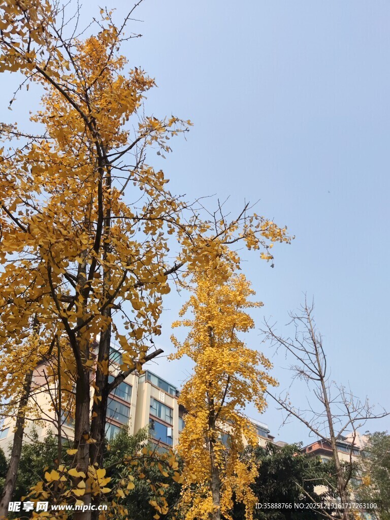 秋日金黄银杏蓝天相伴