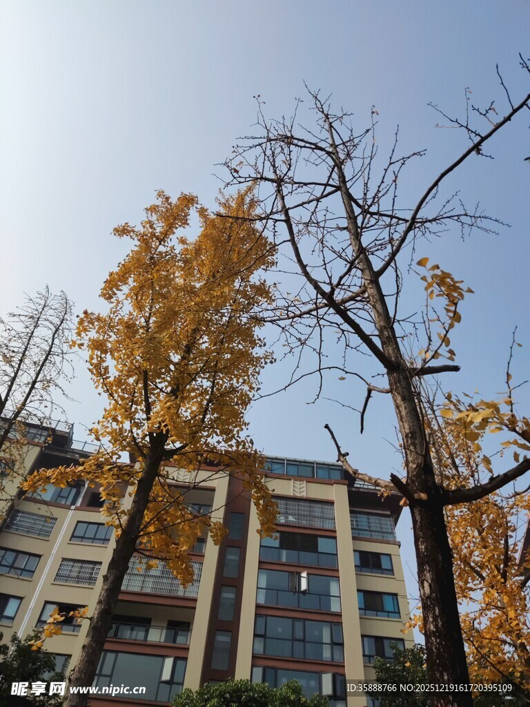 秋日黄叶映高楼