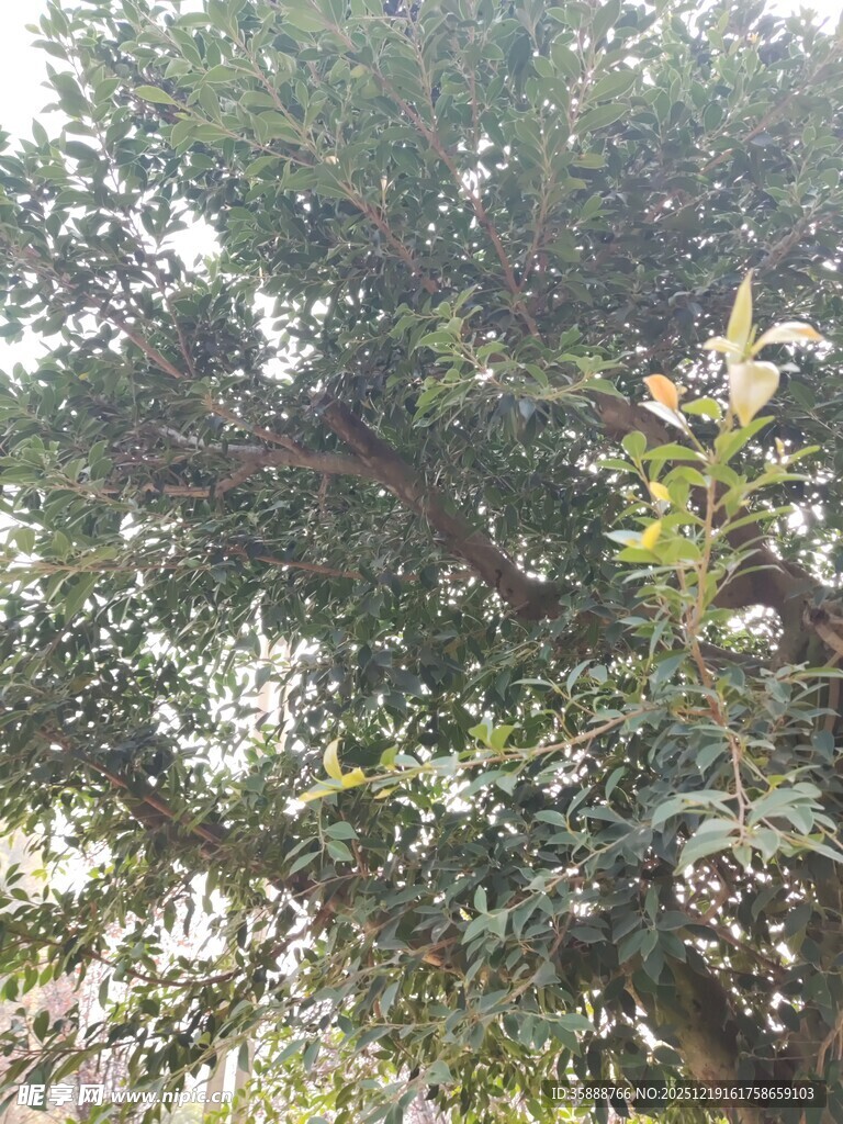 茂盛大树枝叶繁茂景象