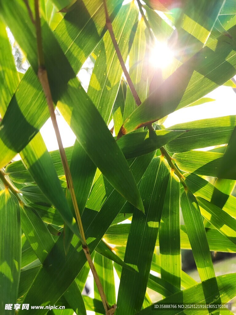 阳光洒落翠绿竹叶间