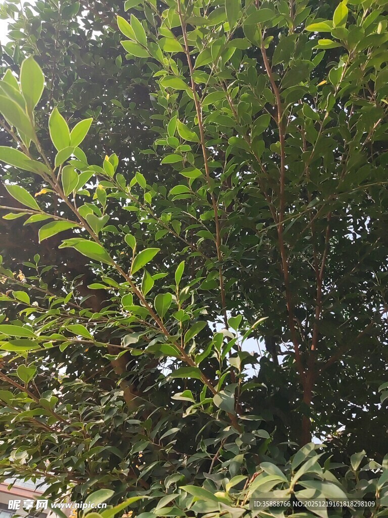 繁茂绿树枝叶葱茏