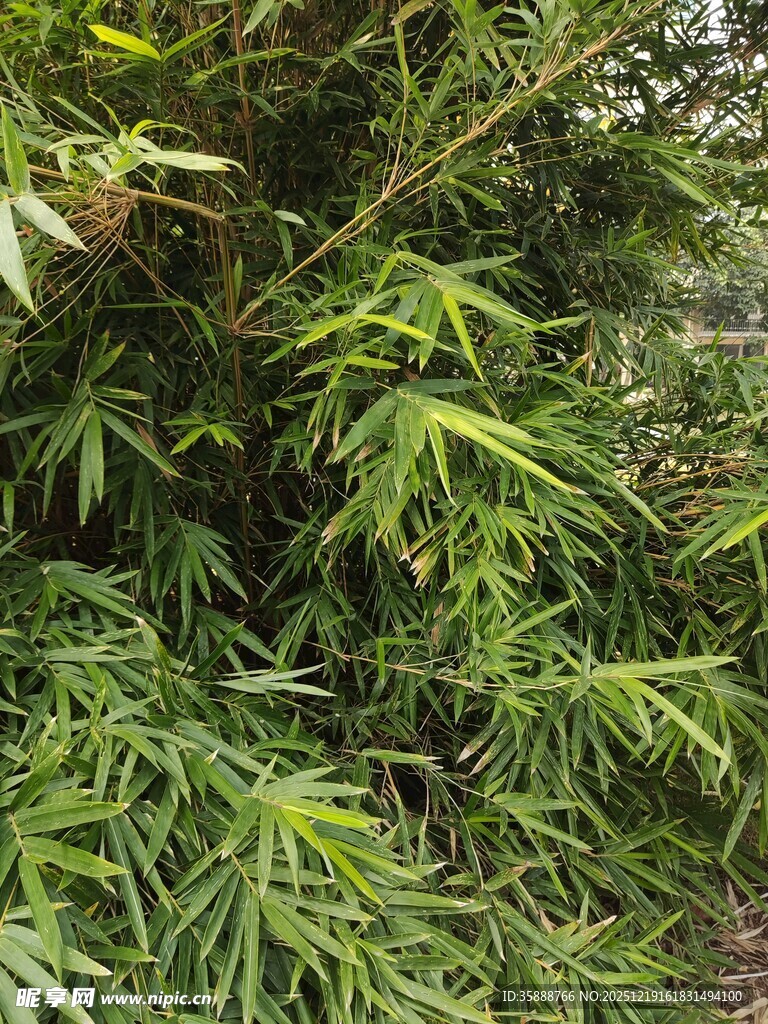 翠绿繁茂的竹林景象