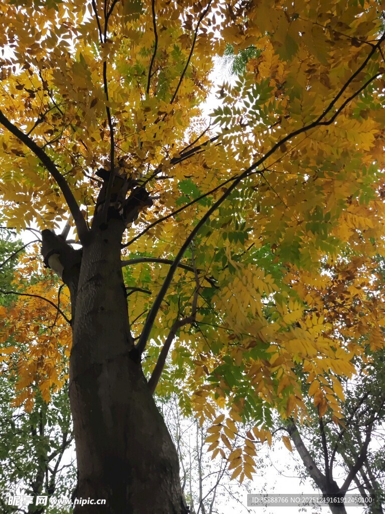 秋日挺拔大树与斑斓树叶
