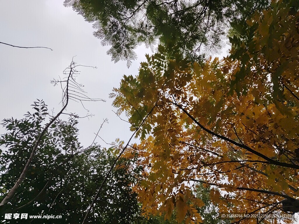 秋日林间树梢景致