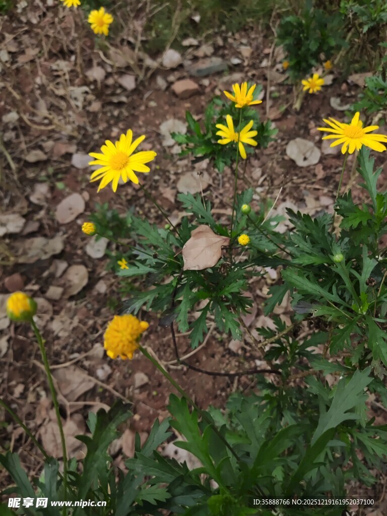 地面绽放的黄色小花
