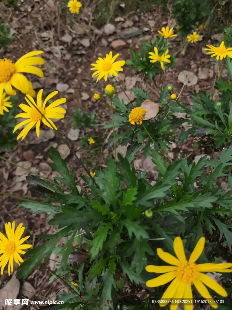 黄色小花绽放于地面