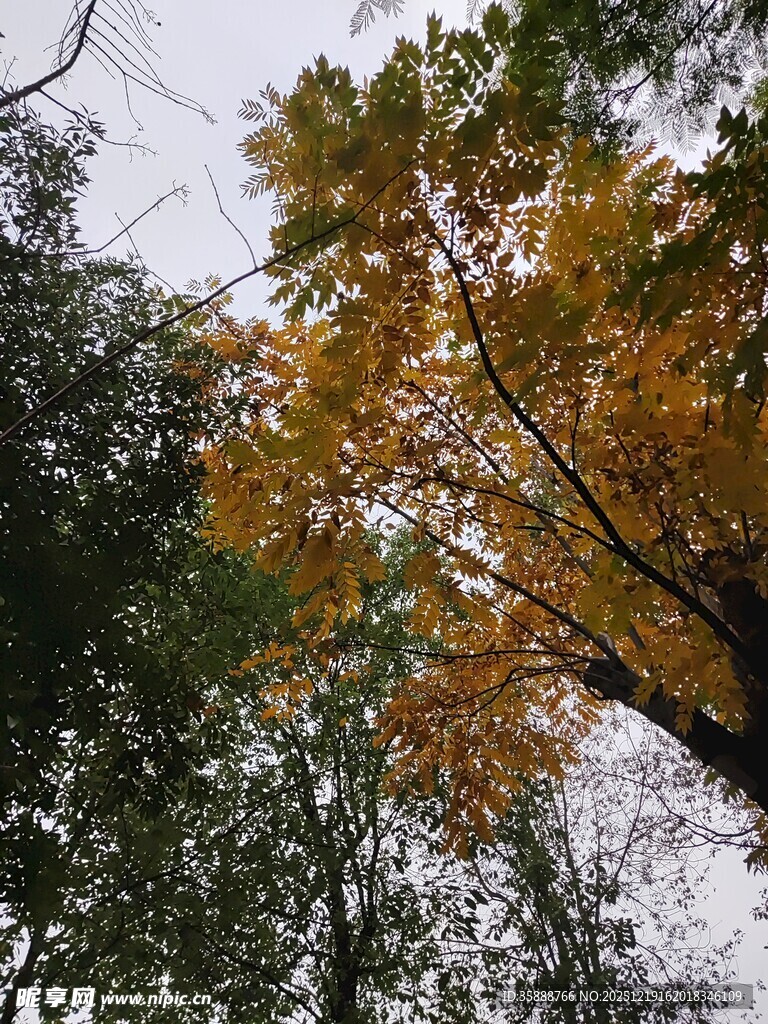 秋日林间斑斓树叶景致