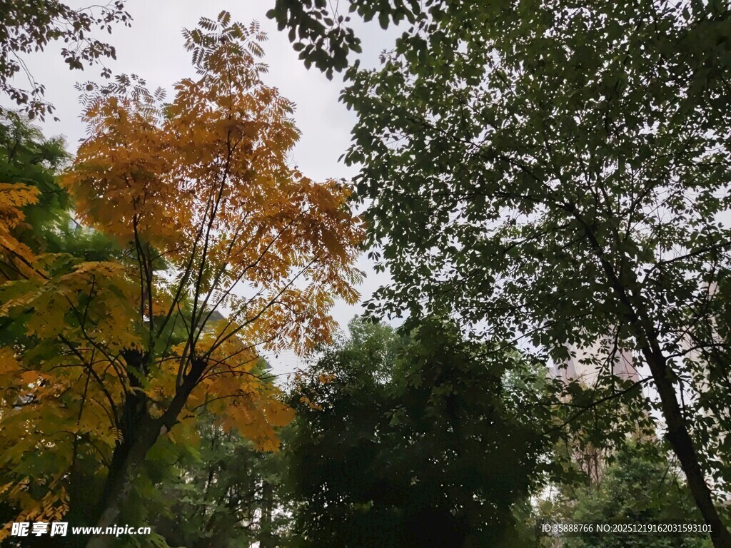 秋日林间斑斓树叶景象