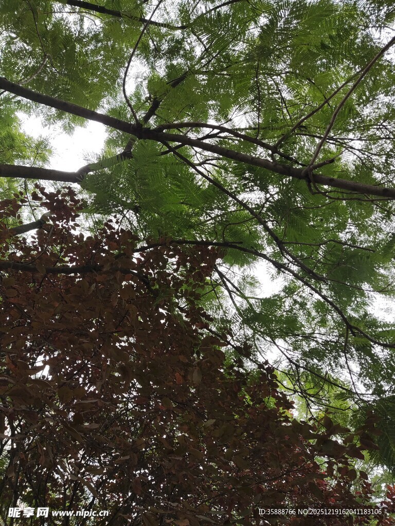 仰视茂密枝叶景观