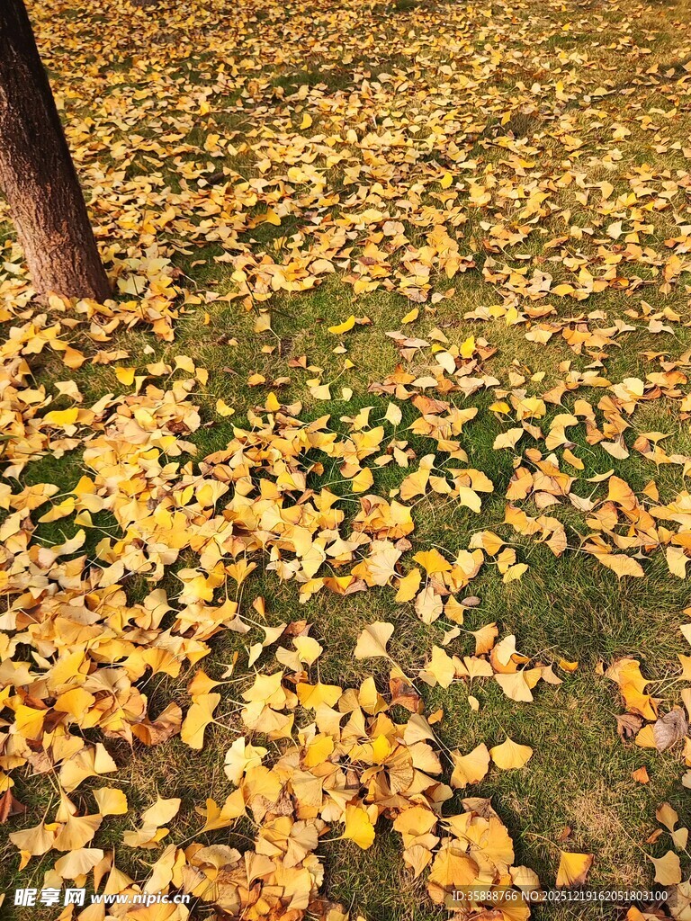 秋日落叶铺满地的美景