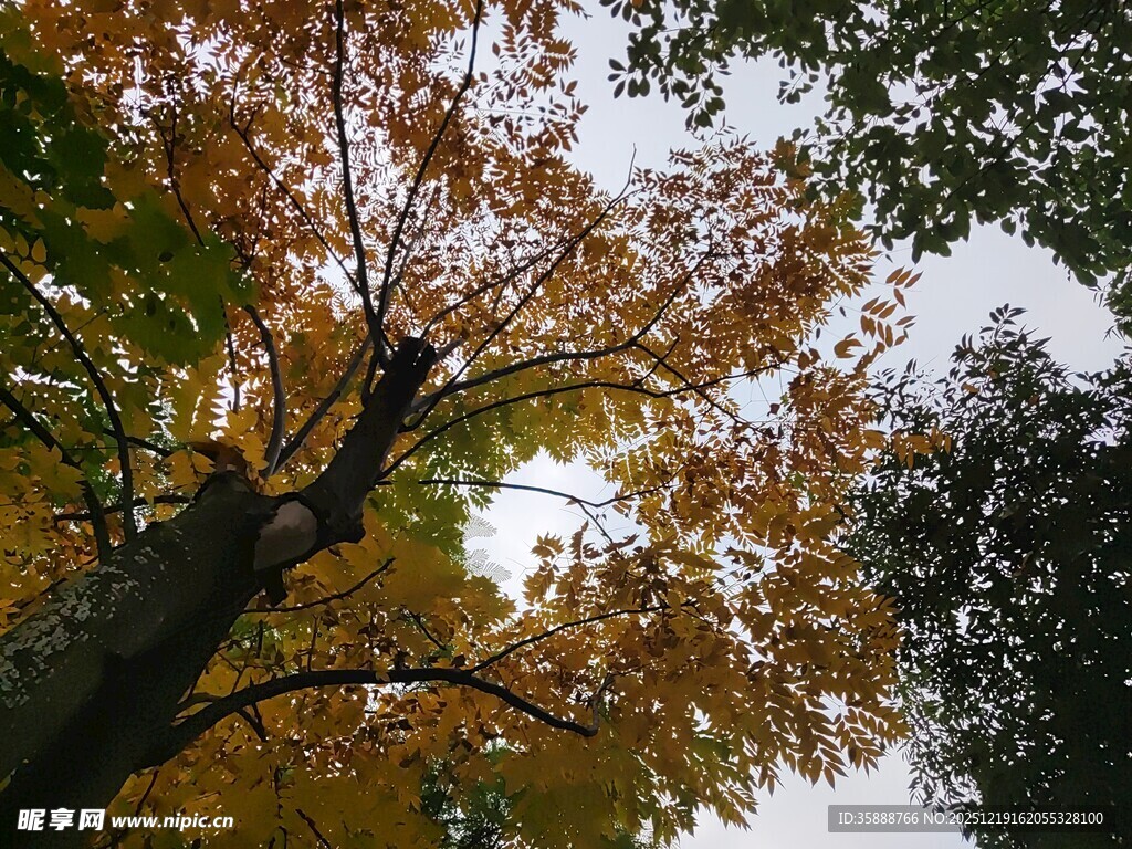 秋日斑斓树冠美景