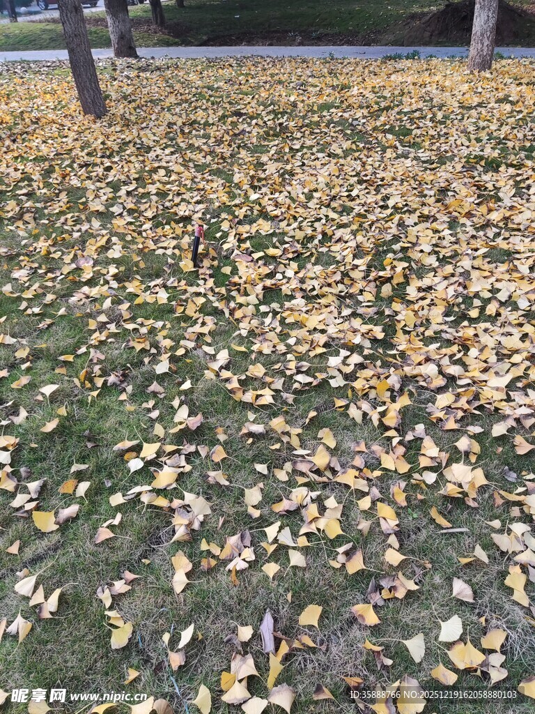 满地银杏叶秋意正浓