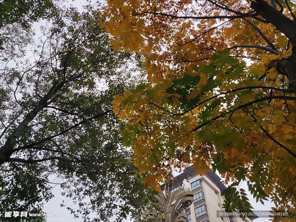 秋日树梢与建筑景致