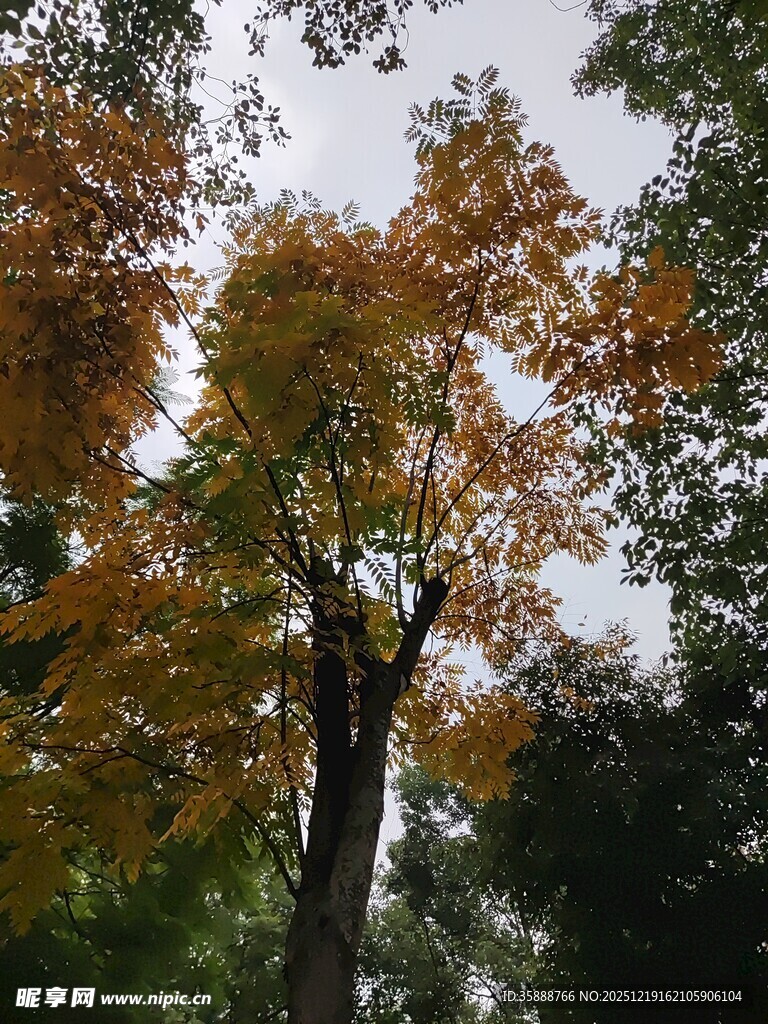 秋日斑斓树木景致