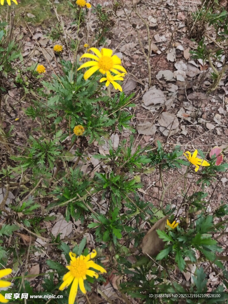 地面绽放的黄色小花