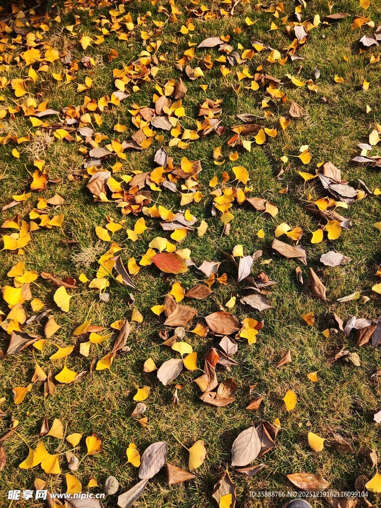 秋日草地落叶美景