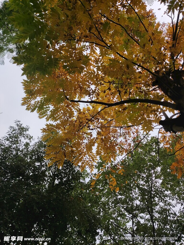 仰视秋日斑斓树冠