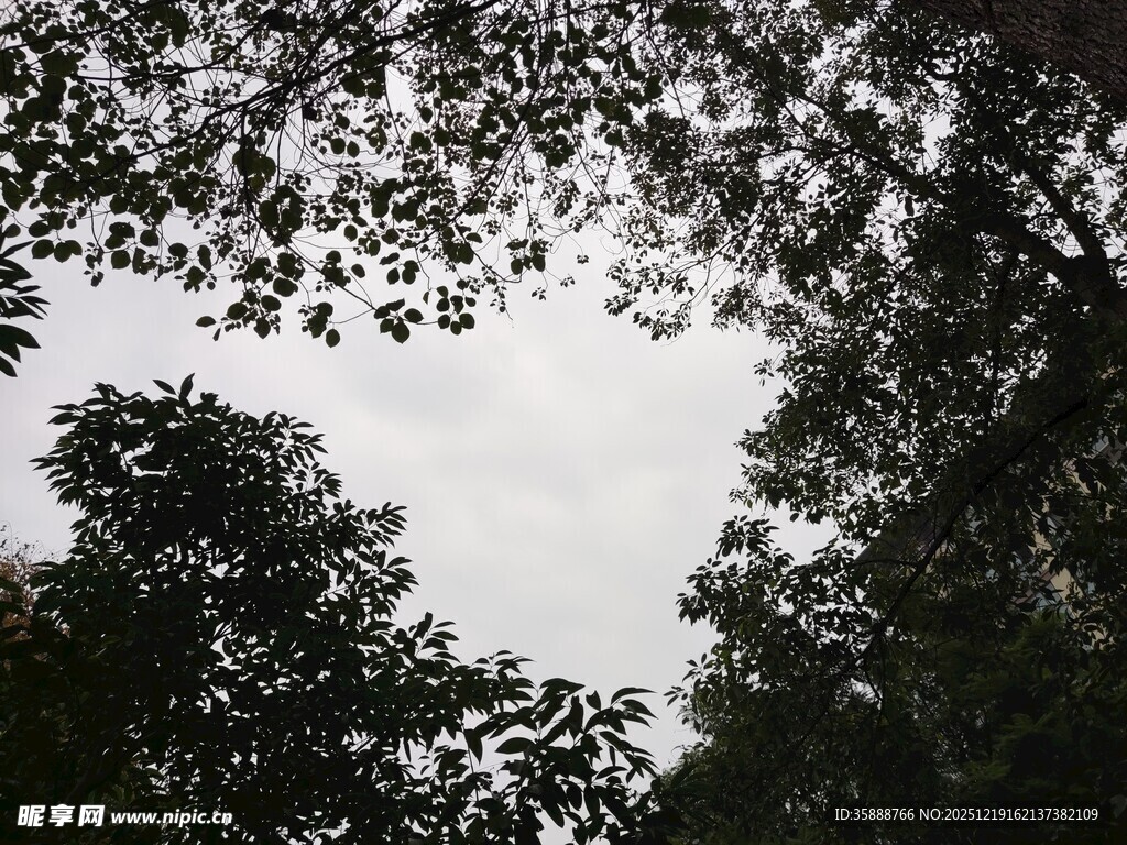 仰视树冠下的天空