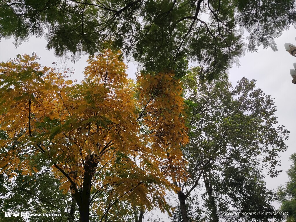 秋日林间斑斓树木景观